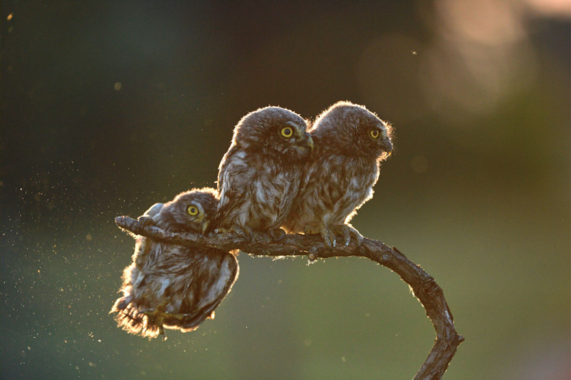 Image: Tibor Kércz/Comedy Wildlife Photo Awards